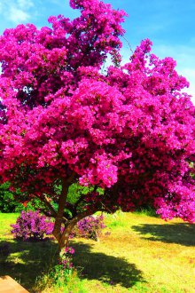 Pembe çiçekli süs çalı
