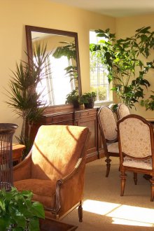 Zimmerpflanzen im Wohnzimmer