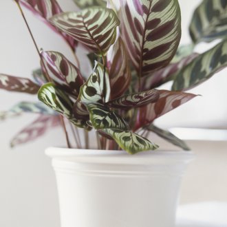Maranta im Innenraum