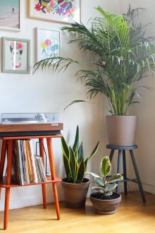 Palme im Innenraum