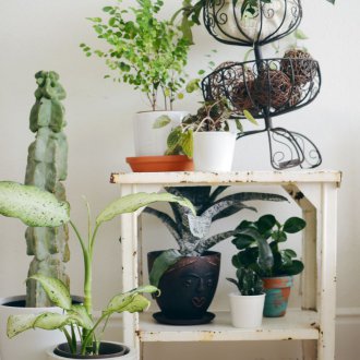 Shabby Chic Zimmerpflanzen