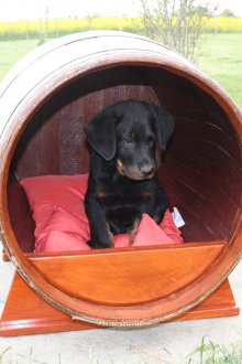 Baril pour chien