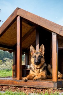 Big dog box