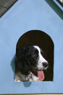 Boîte pour chien bleu