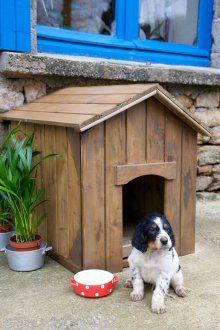 Petite boîte pour chien