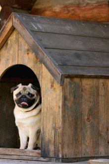 Boîte pour chien carlin