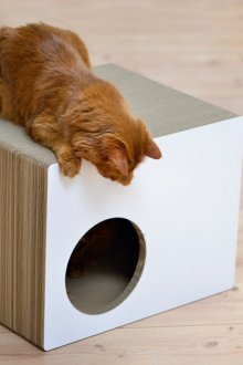 Square cat house