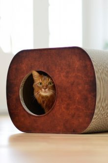 Wearable for a cat