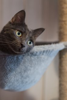 Fleece cat hammock