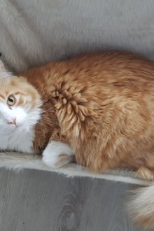 Hammock for cat fur