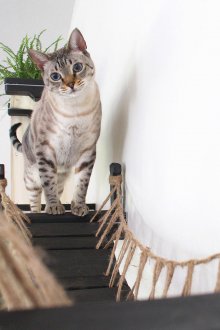 Hammock cat bridge