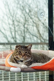 Soft hammock
