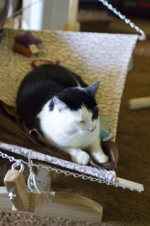 Small hammock for a cat