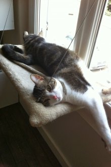 Cat hammock plush
