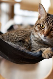 Hammock for a cat on a windowsill
