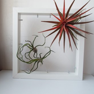 Decoración de marco de fotos de plantas