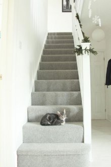 Bir kedi ile koridor halı tasarımı