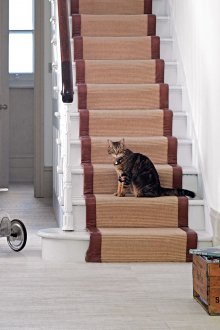 Evde bir kedi varsa koridoru halı yapmak