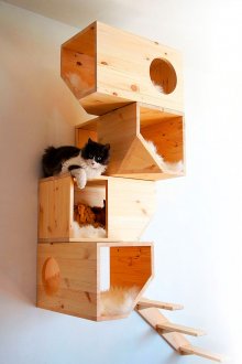 Game complex on the wall for the cat