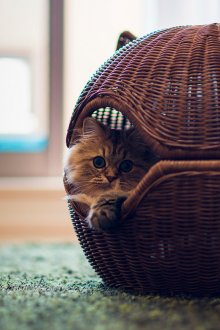 Wicker Cat House
