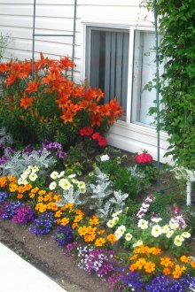 Una varietà di fiori nell'aiuola