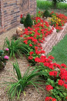 Aiuola rossa brillante e altri fiori nel paese