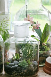 Bankadaki Florarium