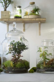 Florarium Bonsai
