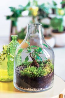 Florarium bir şişe