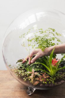 Çiçekler için Florarium