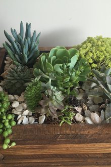 Florarium ahşap bir ekici içinde