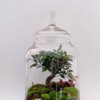 Florarium bir ağaç