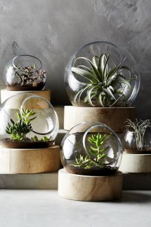 Çevre dostu Florarium