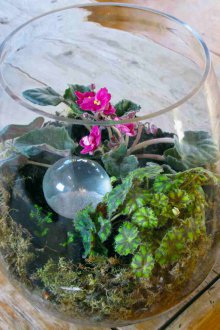 Menekşe ile Florarium