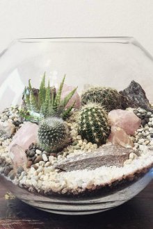 Kaktüs Florarium