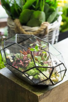 Florarium bileşimi