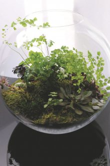 Florarium yuvarlak