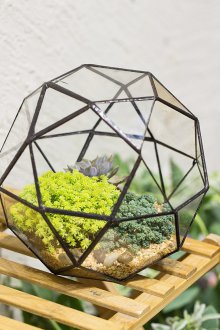 Florarium çok yönlüdür