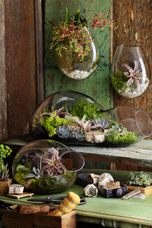 Florarium olağandışı