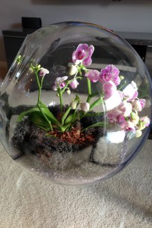 Cam Orkide Florarium