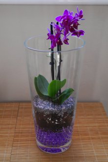 Orkide Florarium