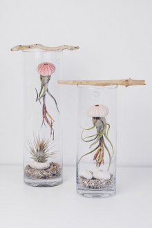 Florarium orijinal