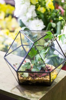 Ivy ile Florarium
