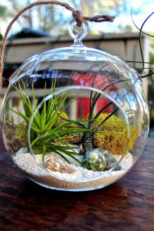 Kabukları ile Florarium