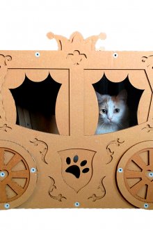 Cat's house