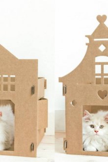Cat's house