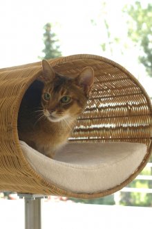 Cat's house