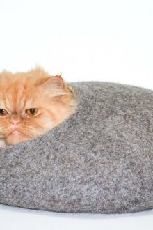 Cat's house