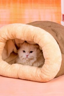 Cat's house