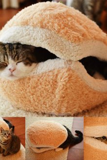 Cat's house